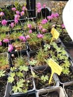 Koningsdag aanbiedingen tuinplanten vanaf 0.75€, Tuin en Terras, Planten | Tuinplanten, Ophalen