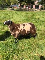 Mooie bonte dekrammen dekram bont ram, Dieren en Toebehoren, Schapen, Geiten en Varkens, Mannelijk, Schaap