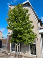 Gratis leilinde boom zsm ophalen, Ophalen