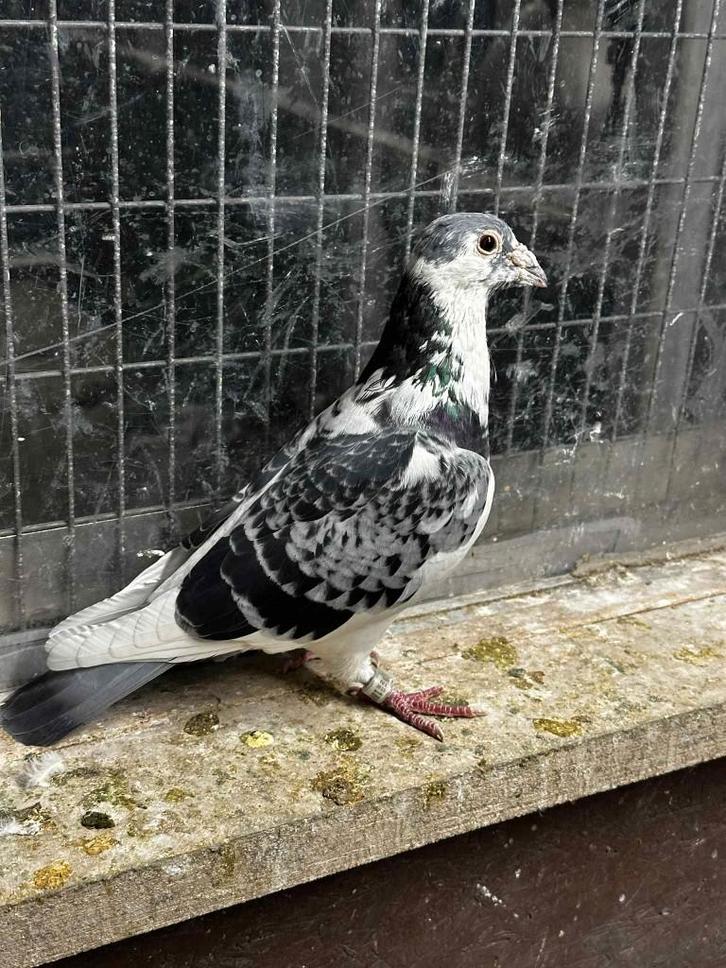 BESTE POSTDUIF, Dieren en Toebehoren, Vogels | Duiven, Postduif, Mannelijk