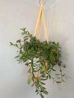 Macrame plantenhanger, Huis en Inrichting, Woonaccessoires | Wanddecoraties, Ophalen of Verzenden, Nieuw