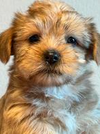 Super schattige Boomer pups ( Yorkshire met Lhasa Apso  ), Dieren en Toebehoren, Honden | Chihuahua's en Gezelschapshonden, CDV (hondenziekte)