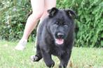 Nog 1 mooie Oudduitse Herder  pup beschikbaar., Reu, CDV (hondenziekte), 8 tot 15 weken, Eén hond