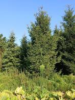 grote kerstbomen voor 30 euro, Diversen, Kerst, Ophalen, Nieuw