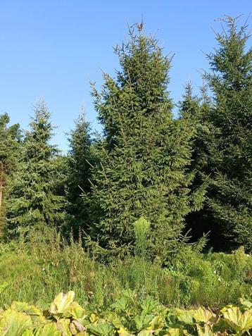 grote kerstbomen voor 30 euro beschikbaar voor biedingen