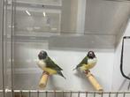 Gouldamadine, Dieren en Toebehoren, Vrouwelijk, Tropenvogel, Geringd