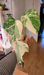 Monstera variegata kopstek, Huis en Inrichting, Kamerplanten, Ophalen, Halfschaduw, Minder dan 100 cm