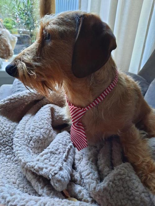 Blonde ruwharige teckel Dekreu, Dieren en Toebehoren, Honden | Dekreuen, Reu, Particulier, Eén hond, Nederland, 3 tot 5 jaar, CDV (hondenziekte)