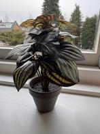 Nep Peperomia plant in pot, Huis en Inrichting, Woonaccessoires | Kunstplanten en Kunstbloemen, Ophalen, Gebruikt, Binnen