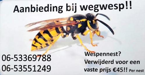Last van wespen, wespennest? Wij helpen u graag.., Dieren en Toebehoren, Insecten en Spinnen