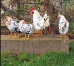 Broedeieren van de bonte leghorn, Dieren en Toebehoren, Pluimvee, Geslacht onbekend, Kip
