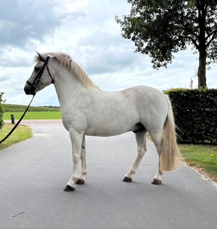 Brave 9-jarige ruin B-pony, Dieren en Toebehoren, Pony's, Ruin, Zadelmak, B pony (1.17m tot 1.27m), 7 tot 10 jaar