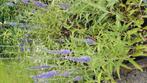 Veronica spicata, Volle zon, Vaste plant, Zomer, Ophalen