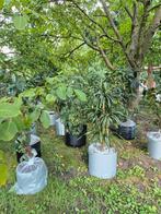 Party planten  huis  kantoor showroom winkel aankleding, Ophalen, Minder dan 100 cm