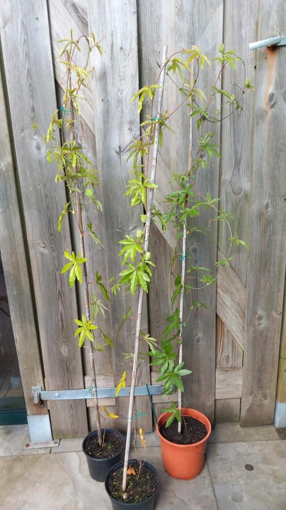 Passiebloem (Passiflora), Tuin en Terras, Planten | Tuinplanten, Vaste plant, Overige soorten, Volle zon, Ophalen
