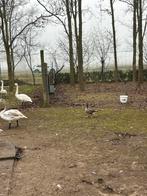 Goudoog gans, Dieren en Toebehoren, Pluimvee, Geslacht onbekend, Gans of Zwaan