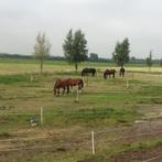 Gezocht, Diensten en Vakmensen, Dieren | Paarden | Verzorging, Oppas en Les