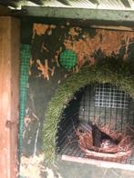 ZWARTBORSTLIJSTERS, Meerdere dieren, Tropenvogel, Geringd