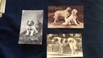 Drie oude fotos Pyrenese berghond, Ophalen of Verzenden, Voor 1940, Gebruikt, Overige onderwerpen