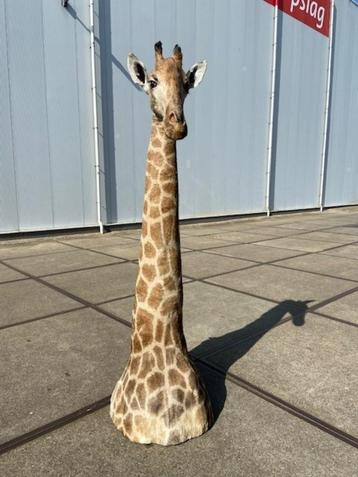 opgezette giraffe 265cm hoog!! Met CITES certificaat LAATSTE beschikbaar voor biedingen