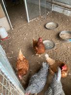 Oude legkippen, Dieren en Toebehoren, Vogels | Overige Vogels, Vrouwelijk