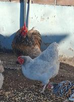 Koppel kippen (2 stuks), Dieren en Toebehoren, Pluimvee, Meerdere dieren, Kip