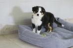 Australian Shepherd puber pup reutje, Nederland, Reu, CDV (hondenziekte), 8 tot 15 weken