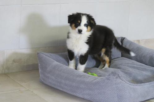 Australian Shepherd puber pup reutje, Dieren en Toebehoren, Honden | Herdershonden en Veedrijvers, Reu, Herder, Fokker | Professioneel