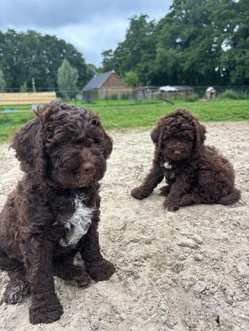 Lagotto Romagnola beschikbaar voor biedingen
