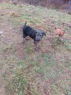 Leuke hondjes ter adoptie!, Rabiës (hondsdolheid), 15 weken tot 1 jaar, Handelaar, Buitenland