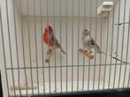 Koppel rood agaat mozaiek kanaries, Dieren en Toebehoren, Vogels | Kanaries, Meerdere dieren, Kleurkanarie