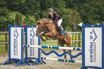 Talentvolle grote C pony, Met stamboom, Ruin, M, Springpony