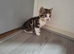 Speelse Bengaal x Huiskat kittens zoeken een warm thuis!, Dieren en Toebehoren, Kater, 0 tot 2 jaar