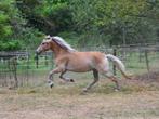 Mooie 3-jarige haflinger merrie getuigd, Dieren en Toebehoren, Pony's, Merrie, Gechipt, Zadelmak, 3 tot 6 jaar
