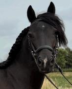 Super lieve Fell pony, Dieren en Toebehoren, Minder dan 160 cm, B, 3 tot 6 jaar, Recreatiepaard
