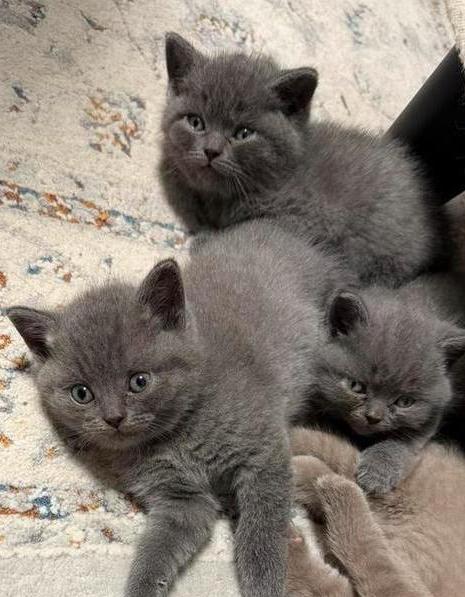 2 Raszuivere Britse Korthaar kittens, vader ook aanwezig., Dieren en Toebehoren, Katten en Kittens | Raskatten | Korthaar, Meerdere dieren