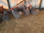 Jonge Amrock hennen, Dieren en Toebehoren, Pluimvee, Vrouwelijk, Kip