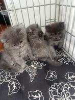 Brits korthaar kittens 4, Dieren en Toebehoren, Katten en Kittens | Overige Katten, Kortharig, 0 tot 2 jaar