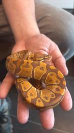 Ultramel HET pied 0.1, Dieren en Toebehoren, Reptielen en Amfibieën, Slang, 0 tot 2 jaar