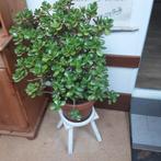 Mooie decoratieve grote  Jadeplant vriendsçhapsboom., Huis en Inrichting, Kamerplanten, Ophalen, Vetplant, Minder dan 100 cm, Volle zon