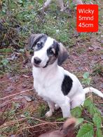 8 lieve sociale puppies ter adoptie!, Dieren en Toebehoren, Honden | Niet-rashonden, Rabiës (hondsdolheid), 15 weken tot 1 jaar