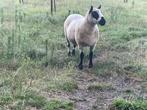Kerry hill ooi schaap, Dieren en Toebehoren, Vrouwelijk