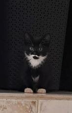 Kittens, Dieren en Toebehoren, Katten en Kittens | Overige Katten, Kater, Kortharig, 0 tot 2 jaar