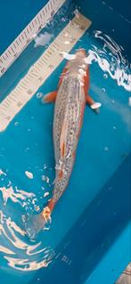 Koi, Dieren en Toebehoren, Vissen | Vijvervissen, Karper of Koi