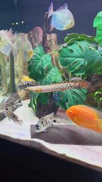 Bichir Ornate, Dieren en Toebehoren, Vissen | Aquariumvissen, Vis, Zoetwatervis, Schoolvis