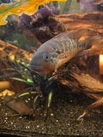 Mooie jaguar cichlide, Dieren en Toebehoren, Vissen | Aquariumvissen, Vis, Zoetwatervis, Schoolvis