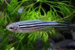 brachydanio rerio €2,00, Vis, Zoetwatervis