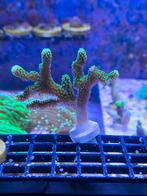 Groene Stylopora stekken, Dieren en Toebehoren, Vissen | Aquaria en Toebehoren, Ophalen, ., Plant(en), Steen of Hout, Nieuw