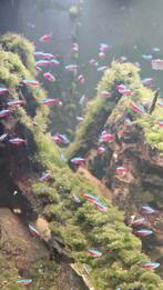Ruim 60 volwassenen kardinaal tetra's, Dieren en Toebehoren, Vissen | Aquariumvissen