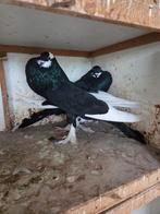 Te koop koppel kroppers, Dieren en Toebehoren, Vogels | Duiven, Meerdere dieren, Overige soorten